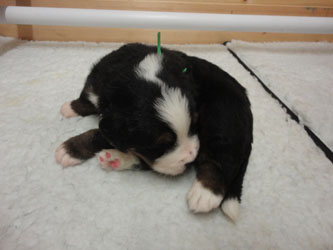 The Russian Boys Litter - 1 Week Old - Day Eighteen Pictures