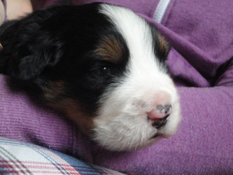 The Russian Boys Litter - 1 Week Old - Day Fifteen Pictures