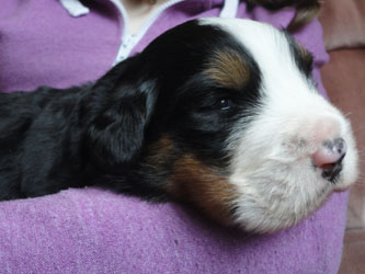 The Russian Boys Litter - 1 Week Old - Day Fifteen Pictures