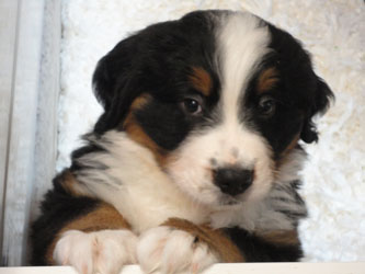 The Russian Boys Litter - 8th Week - Day Fifty Pictures