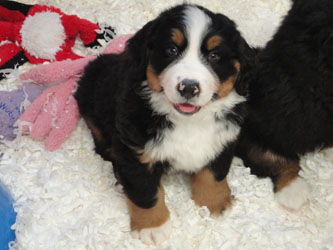 The Russian Boys Litter - 8th Week - Day Fifty Pictures