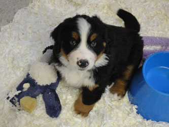 The Russian Boys Litter - 8th Week - Day Fifty Pictures