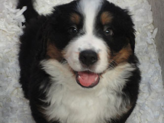 The Russian Boys Litter - 8th Week - Day Fifty Pictures
