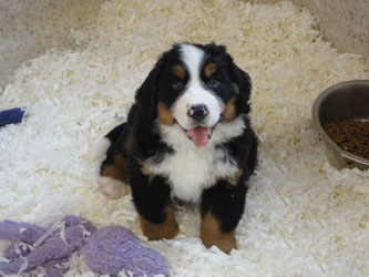 The Russian Boys Litter - 8th Week - Day Fifty Pictures
