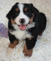 The Russian Boys Litter - 8th Week - Day Fifty Pictures