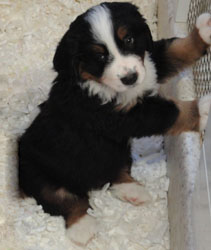 The Russian Boys Litter - 8th Week - Day Fifty Pictures
