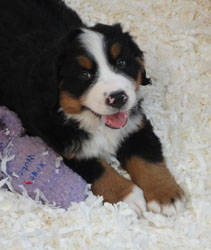 The Russian Boys Litter - 8th Week - Day Fifty Pictures