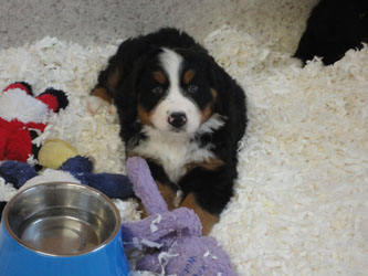 The Russian Boys Litter - 8th Week - Day Fifty Pictures