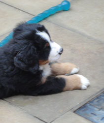 The Russian Boys Litter - 8th Week - Day Fifty Five Pictures