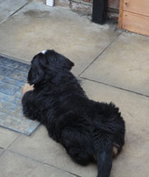 The Russian Boys Litter - 8th Week - Day Fifty Five Pictures