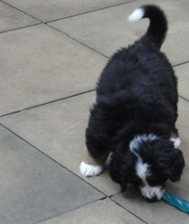 The Russian Boys Litter - 8th Week - Day Fifty Five Pictures