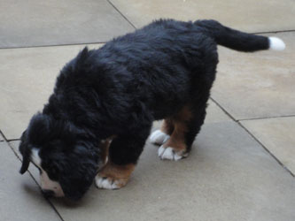 The Russian Boys Litter - 8th Week - Day Fifty Five Pictures