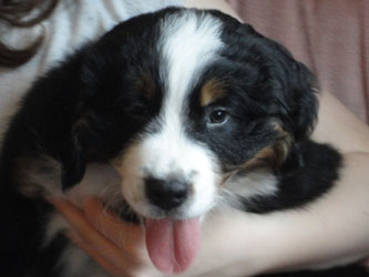 The Russian Boys Litter - 8th Week - Day Fifty Four Pictures
