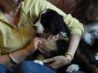 The Russian Boys Litter - 8th Week - Day Fifty Four Pictures