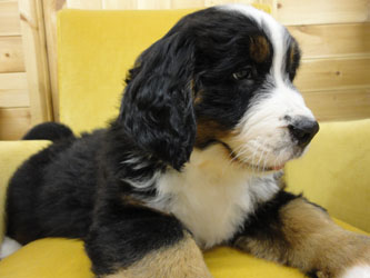 The Russian Boys Litter - 8th Week - Day Fifty One Pictures