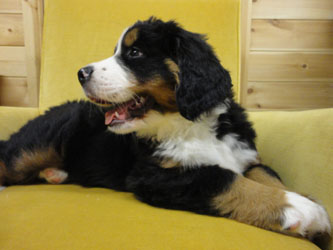 The Russian Boys Litter - 8th Week - Day Fifty One Pictures