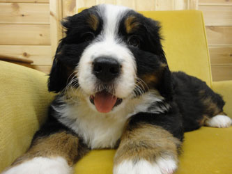 The Russian Boys Litter - 8th Week - Day Fifty One Pictures