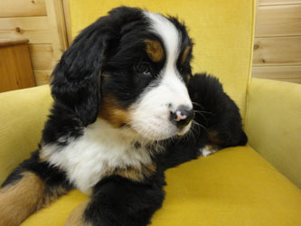 The Russian Boys Litter - 8th Week - Day Fifty One Pictures
