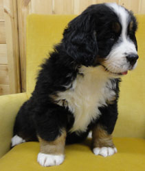 The Russian Boys Litter - 8th Week - Day Fifty One Pictures