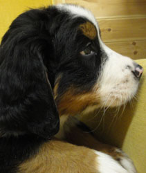 The Russian Boys Litter - 8th Week - Day Fifty One Pictures