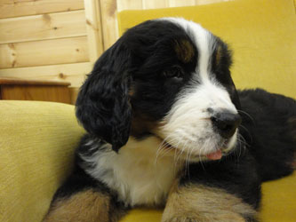 The Russian Boys Litter - 8th Week - Day Fifty One Pictures