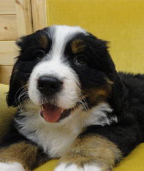 The Russian Boys Litter - 8th Week - Day Fifty One Pictures