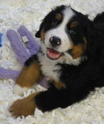 The Russian Boys Litter - 8th Week - Day Fifty Three Pictures