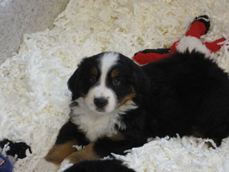 The Russian Boys Litter - 8th Week - Day Fifty Three Pictures