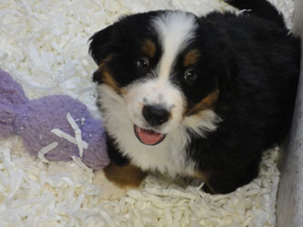 The Russian Boys Litter - 8th Week - Day Fifty Three Pictures