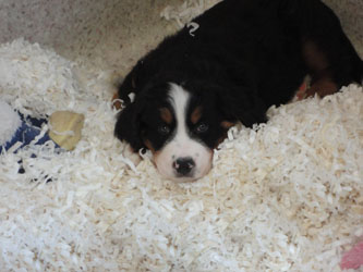 The Russian Boys Litter - 8th Week - Day Fifty Three Pictures