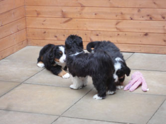 The Russian Boys Litter - 8th Week - Day Fifty Two Pictures
