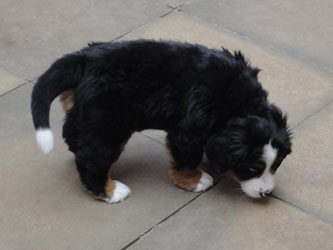 The Russian Boys Litter - 8th Week - Day Fifty Two Pictures