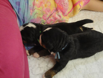 The Russian Boys Litter - Day Five Pictures