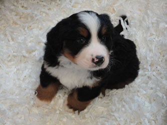 The Russian Boys Litter - 6th Week - Day Forty Pictures