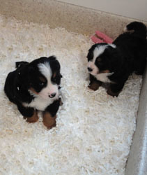 The Russian Boys Litter - 6th Week - Day Forty Pictures