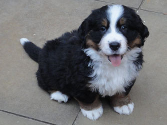 The Russian Boys Litter - 7th Week - Day Forty Eight Pictures