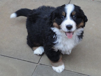 The Russian Boys Litter - 7th Week - Day Forty Eight Pictures