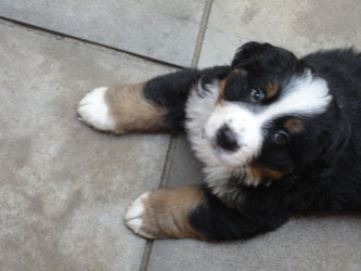 The Russian Boys Litter - 7th Week - Day Forty Eight Pictures