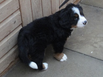 The Russian Boys Litter - 7th Week - Day Forty Eight Pictures