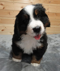 The Russian Boys Litter - 7th Week - Day Forty Five Pictures
