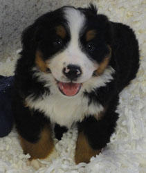 The Russian Boys Litter - 7th Week - Day Forty Four Pictures