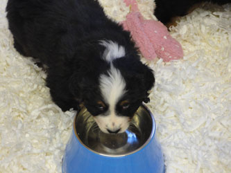 The Russian Boys Litter - 7th Week - Day Forty Four Pictures