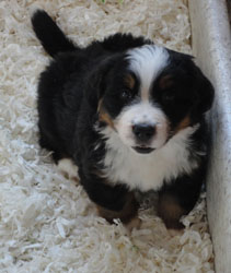 The Russian Boys Litter - 7th Week - Day Forty Four Pictures