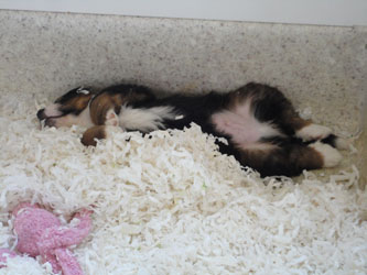 The Russian Boys Litter - 7th Week - Day Forty Four Pictures