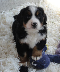 The Russian Boys Litter - 7th Week - Day Forty Four Pictures