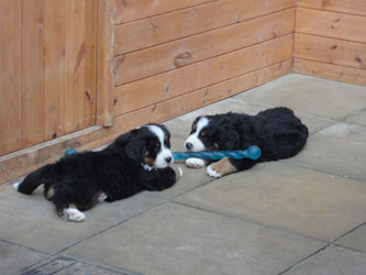The Russian Boys Litter - 8th Week - Day Forty Nine Pictures