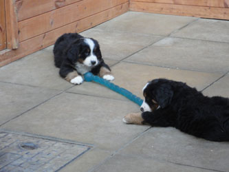 The Russian Boys Litter - 8th Week - Day Forty Nine Pictures