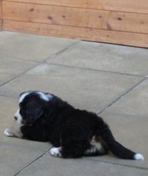 The Russian Boys Litter - 8th Week - Day Forty Nine Pictures