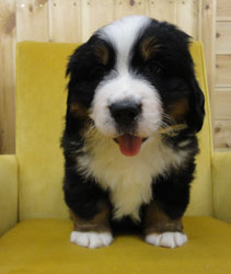 The Russian Boys Litter - 6th Week - Day Forty One Pictures