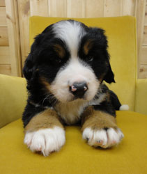 The Russian Boys Litter - 6th Week - Day Forty One Pictures